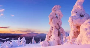 Aurul crește, la propriu, în pomii de Crăciun din Laponia