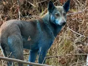 De ce au apărut câini albaștri în Cernobîl? Nu, nu sunt mutații genetice câini albaștri în Cernobîl