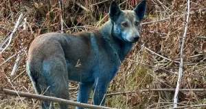 câini albaștri în Cernobîl