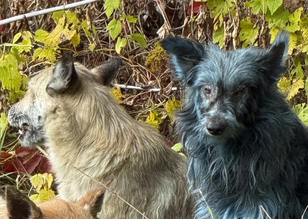 câini albaștri în Cernobîl