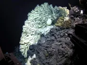 Nemurirea chiar există. O meduză sfidează moartea, iar un burete are 2.300 de ani – care sunt secretele lor? Un burete de dimensiunea unei dubițe, cel mai mare înregistrat vreodată, a fost descoperit în vara anului 2015 în timpul unei expediții în adâncul mării în Hawaii.