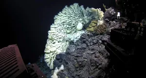 Un burete de dimensiunea unei dubițe, cel mai mare înregistrat vreodată, a fost descoperit în vara anului 2015 în timpul unei expediții în adâncul mării în Hawaii.