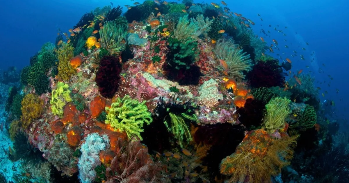 Triunghiul Coralilor