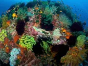 Triunghiul Coralilor