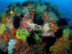 Triunghiul Coralilor