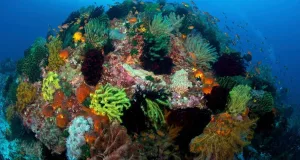 Triunghiul Coralilor