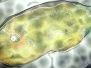 După 40.000 de ani, microbii se trezesc din permafrostul dezghețat