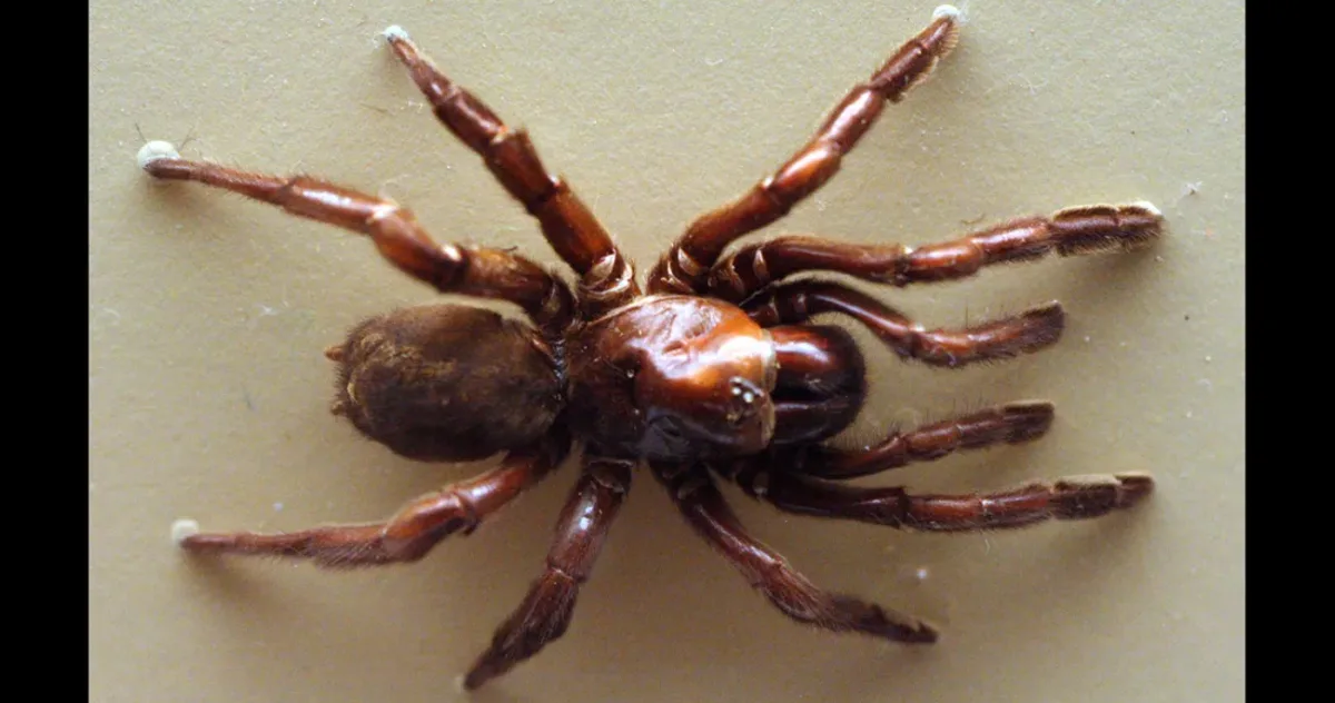 Cel mai bătrân păianjen