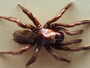 Cel mai bătrân păianjen din lume a murit la 43 de ani, ucis de o viespe parazită Cel mai bătrân păianjen