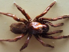 Cel mai bătrân păianjen din lume a murit la 43 de ani, ucis de o viespe parazită Cel mai bătrân păianjen