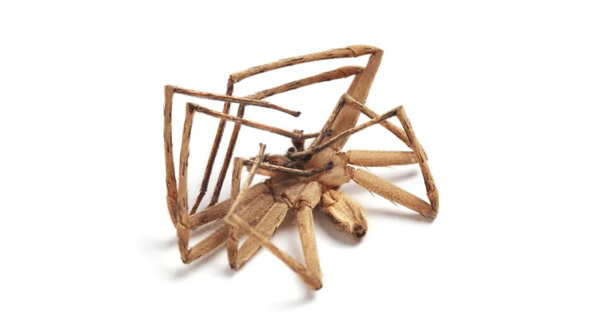 De ce păianjenii se ghemuiesc astfel atunci când mor?