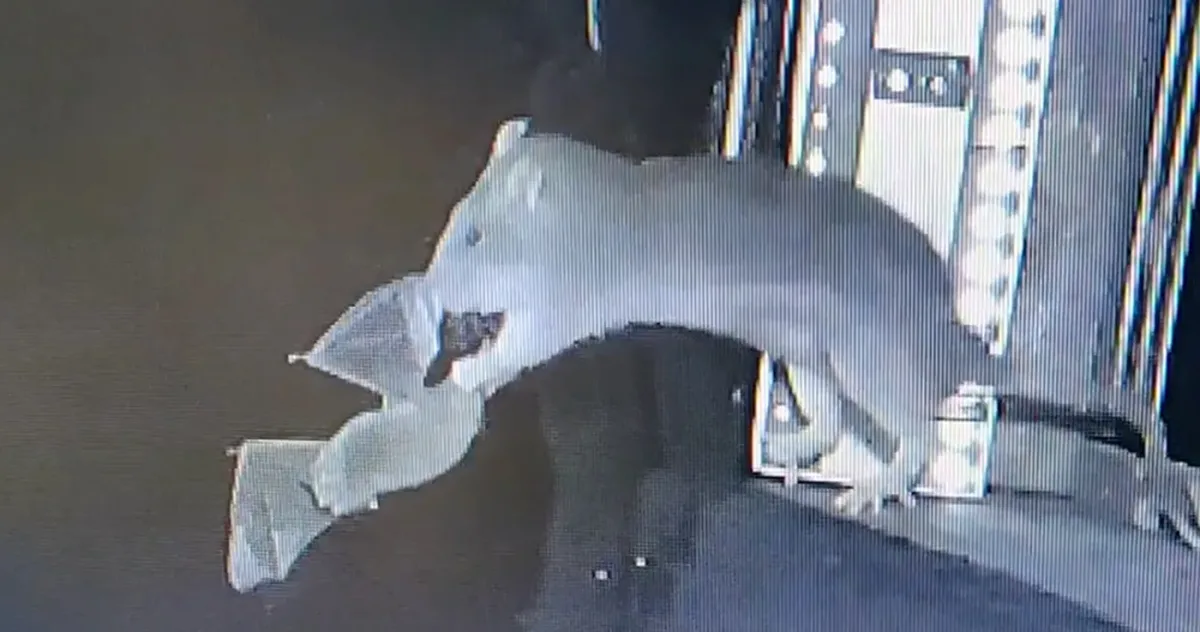 șobolani filmați în timp ce prind lilieci din zbor