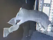 Video nemaivăzut: șobolani filmați în timp ce prind lilieci din zbor. Ce înseamnă asta? șobolani filmați în timp ce prind lilieci din zbor