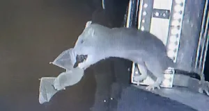 șobolani filmați în timp ce prind lilieci din zbor