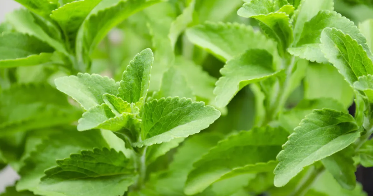 Stevia