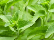 Stevia, îndulcitorul natural, ar putea contribui la îmbunătățirea tratamentului obișnuit împotriva căderii părului Stevia