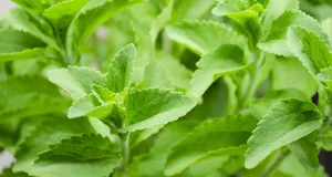 Stevia