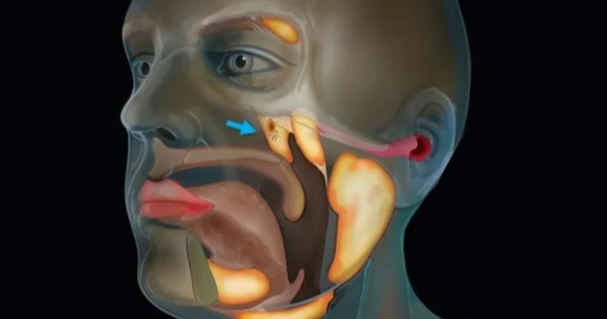 Oamenii de știință au descoperit din greșeală un nou organ în corpul uman
