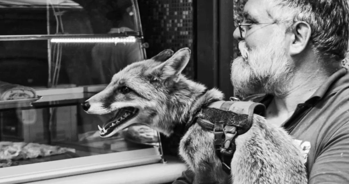 6 „reguli ascunse ale domesticirii”