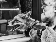 De ce poți dormi cu un câine, dar nu cu un tigru? Știința dezvăluie cele 6 „reguli ascunse ale domesticirii” 6 „reguli ascunse ale domesticirii”