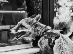 6 „reguli ascunse ale domesticirii”