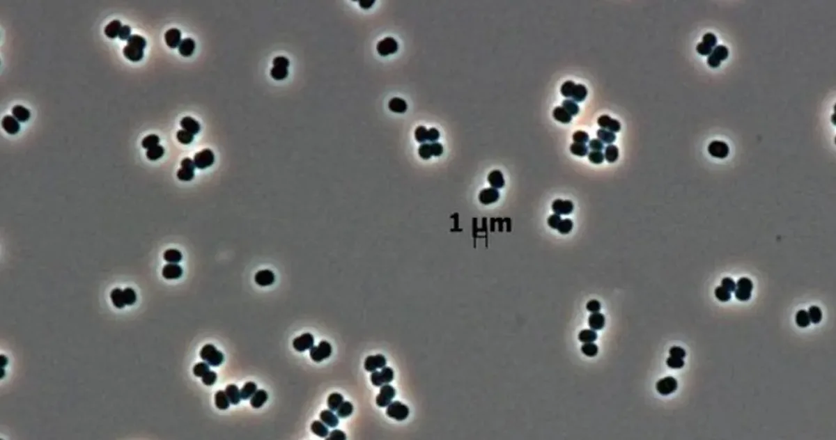 bacteriile care pot reveni la viață