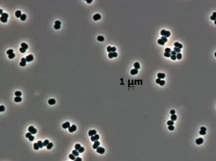 „Se joacă de-a v-ați ascunselea”: bacteriile care pot reveni la viață ar putea fi ajuns în spațiu din greşeală bacteriile care pot reveni la viață