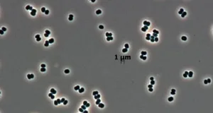 bacteriile care pot reveni la viață