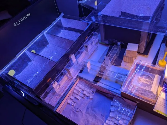 Bondarii pot înțelege un cod