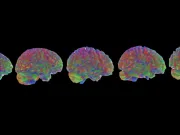 Creierul uman are 5 vârste distincte, spun cercetătorii. Tu în care te afli? Creierul uman are 5 vârste distincte