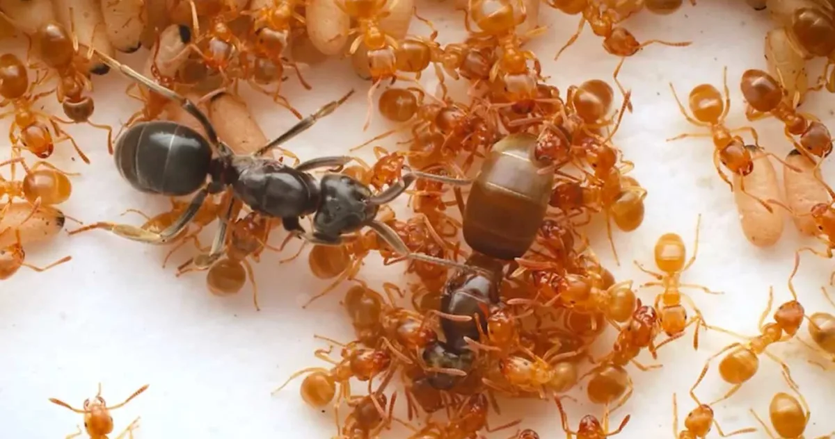 furnicile lucrătoare sunt păcălite să-și ucidă mama de către o regină impostoare