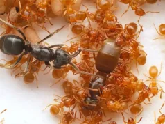 furnicile lucrătoare sunt păcălite să-și ucidă mama de către o regină impostoare