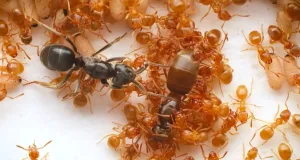 furnicile lucrătoare sunt păcălite să-și ucidă mama de către o regină impostoare