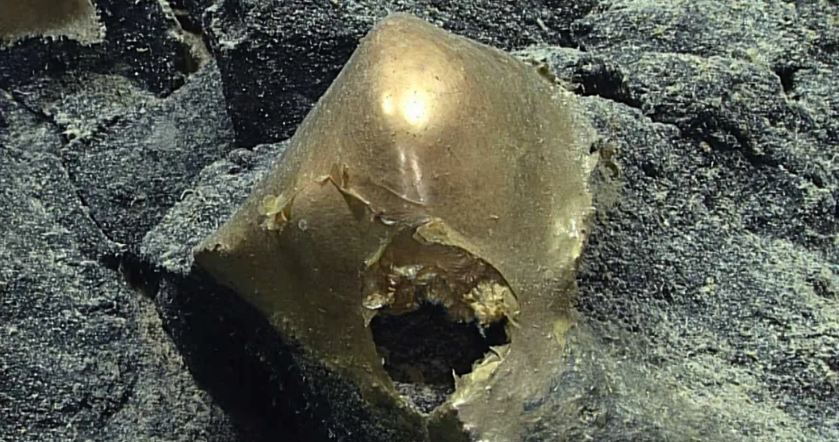 Un misterios „glob auriu” a fost descoperit pe fundul oceanului