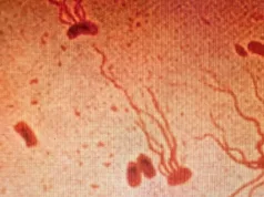 O boală mortală străveche devine rapid rezistentă la antibiotice, iar cercetătorii trag un semnal de alarmă boală mortală străveche