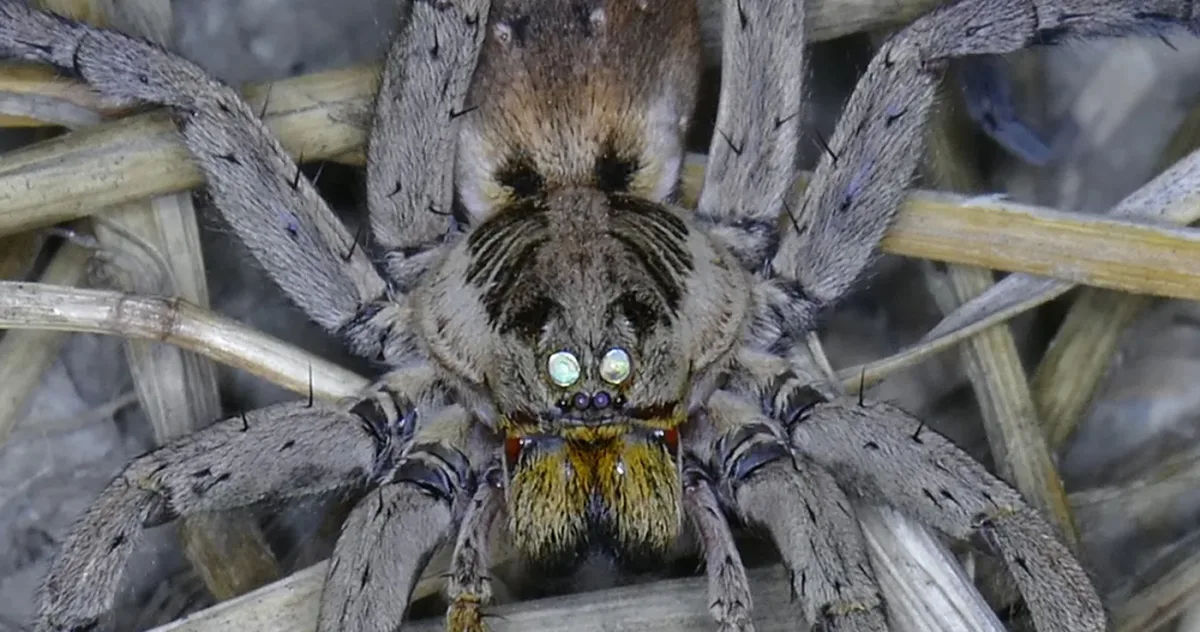 puncte strălucitoare