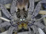 Dacă luminezi cu lanterna în grădina ta și vezi multe puncte strălucitoare, avem vești proaste puncte strălucitoare