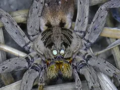 puncte strălucitoare