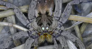 puncte strălucitoare