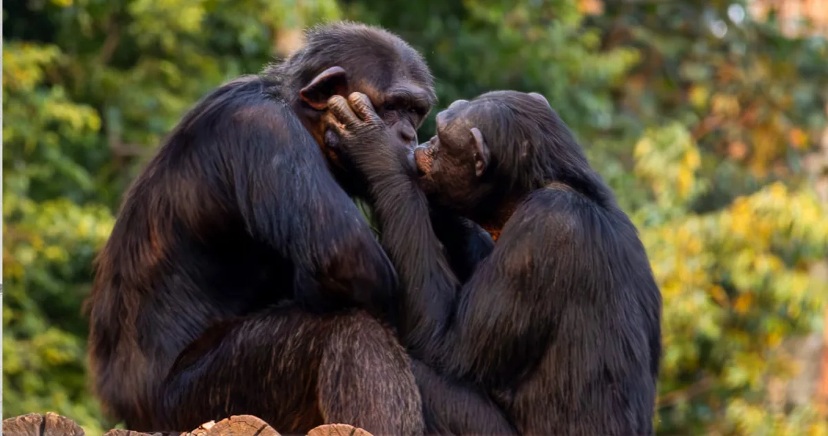 Cine a inventat sărutul?