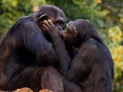 Cine a inventat sărutul? Este mult mai vechi decât credeam: a apărut acum 21 de mil. de ani la strămoșii maimuțelor mari Cine a inventat sărutul?