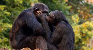 Cine a inventat sărutul?