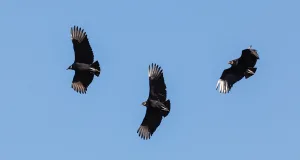 vulturii zboară în cerc