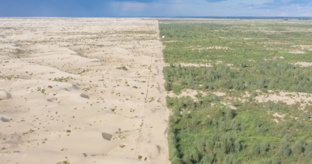 China a plantat miliarde de copaci