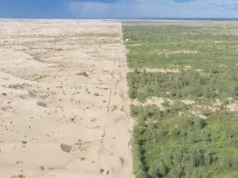 China a plantat miliarde de copaci