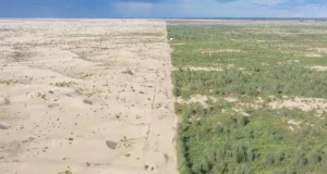 China a plantat miliarde de copaci