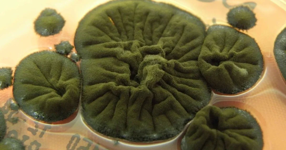 Ciuperca neagră de la Cernobîl