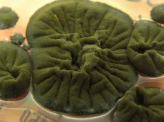 Ciuperca neagră de la Cernobîl