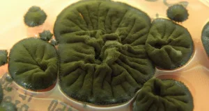 Ciuperca neagră de la Cernobîl