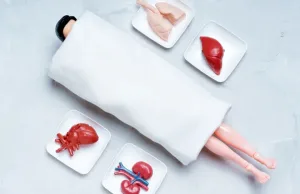 90% dintre oameni raportează schimbări de personalitate după un transplant de organe